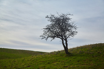 Fototapeta na wymiar A solitary tree in a field in the Phoenix Park, Dublin, Ireland
