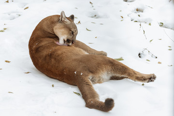 Portrait of a cougar, puma, panther, Winter scene in wild life