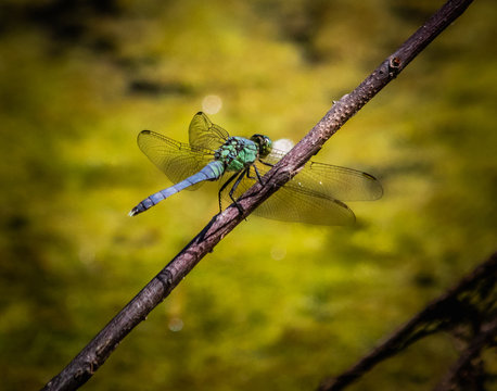 A blue dasher dragonfly rests momentarily above a swamp