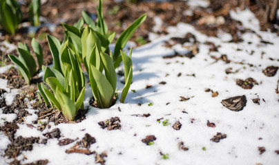 Tulip sprouts in early spring garden covered with snow, spring awakening and grow concept, banner...