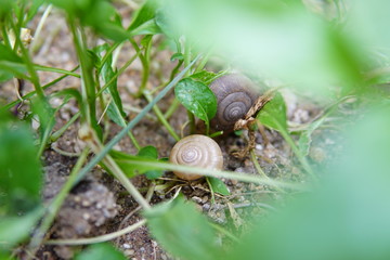 Snails that secretly bite the vegetable garden