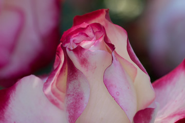 flowers in the garden