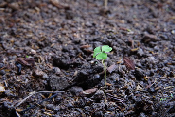 Young tree are growing in the black soil, seed and planting concept.