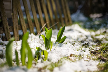 Tulip sprouts in early spring garden covered with snow, spring awakening and grow concept
