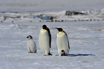 Obraz premium Emperor Penguins with chicks