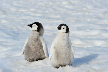 Fototapeta premium Emperor Penguin chicks in Antarctica