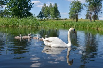 łabędź