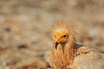 Egyptian Vulture (Neophron percnopterus), Socotra island