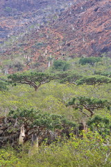 Boswellia - frankincense tree - Socotra island