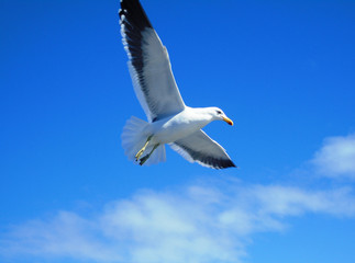 Seagull in Patagonia