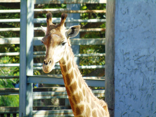 Giraffe