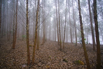 Obraz premium Coppicing eucalypt plantation in Bac Giang, Vietnam