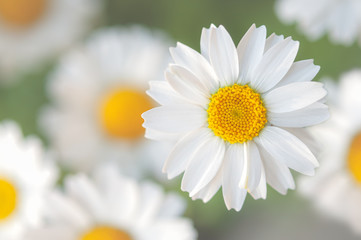 白いマーガレットの花 左側にコピースペース クロースアップ