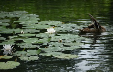 water lilly and duck in the pond