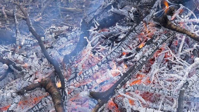 A burning bonfire in a natural setting. Orange and red flames and gray smoke blown away by the wind. Burning sticks.
