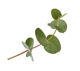 Eucalyptus branch isolated on white background