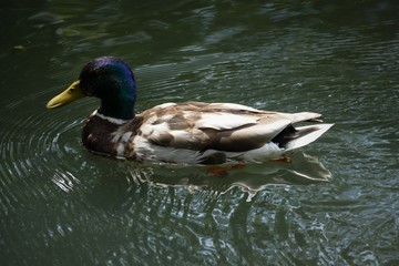 duck in a pond
