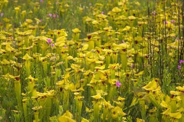 Obraz premium Sarracenia flava in Okaloosa County, Florida, USA