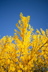 Spring flower in different colors