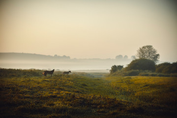 Naklejka na ściany i meble Horses in the pasture. Early foggy morning in the meadow. Selective focus