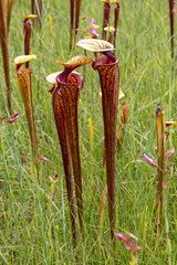 Sarracenia flava in Liberty County, USA