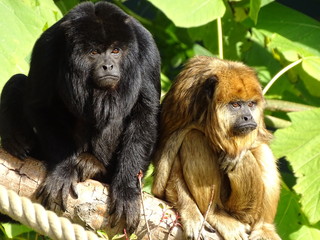 animal, mammifère, faune, jardin zoologique, sauvage, nature, jungle, bébé, forêt, fourrure, noir, compromettre, visage, joli, or, lion, mère, arbre, portrait, tropical, brun, jeune, orang outan, yeux