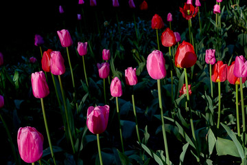 Sunrise red and purple tulips ia a park