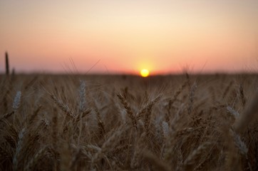 sunset over the wheat field