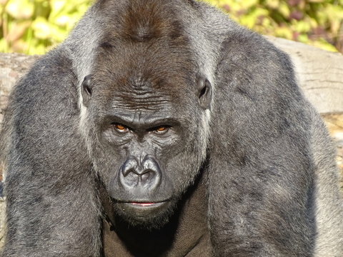 animal, jardin zoologique, mammif&egrave;re, faune, portrait, sauvage, nature, noir, compromettre, grand, visage, chevelu, animal, plaine, esp&egrave;ce menac&eacute;e, yeux, t&ecirc;te, puissance, pensant, fourrure, b&egrave;te, occi