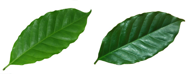 Set and collection of coffee leaves isolated on white background.	