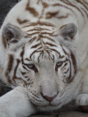 Fototapeta premium Tygrys, kot, zwierzę, biały, dzikiej przyrody, ogród zoologiczny, dziki, drapieżnik, kotowate, natura, ssak, zespół, duży, drapieżnik, syberyjski, głowa, bengalski, futro, portret, paski, twarz, czarny, oczy,