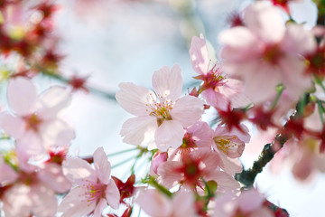 Fototapeta premium 桜