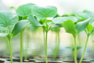 Green melon Sapling on Nursery tray