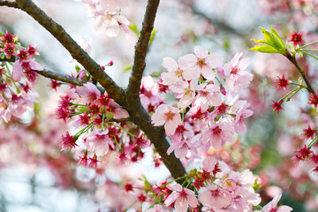桜