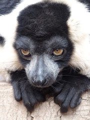 lémur, animal, madagascar, mammifère, jardin zoologique, faune, nature, noir, fourrure, yeux,...