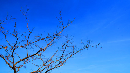 The tree haven't leaf with clear blue sky background.