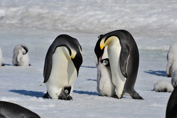 Emperor Penguins with chicks