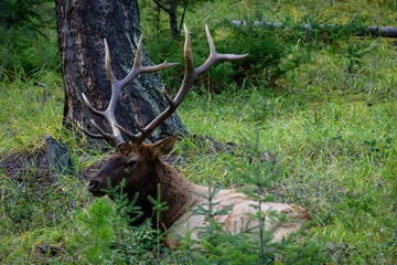 Elk Wapiti Cervus canadensis, Jasper Alberta Kanada travel destination