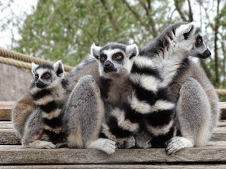 l&eacute;mur, animal, mammif&egrave;re, madagascar, jardin zoologique, faune, nature, joli, anneau, fourrure, queue, sauvage, noir, queue, animal, yeux, blanc, l&eacute;mur, famille, b&eacute;b&eacute;, portrait, regardant, mammif&egrave;re