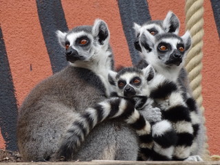 lémur, animal, madagascar, mammifère, jardin zoologique, anneau, faune, joli, fourrure, nature, queue, sauvage, queue, noir, blanc, yeux, bébé, regardant, animal, famille, lémur, drôle