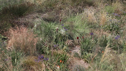 Plants at Olympic Park
