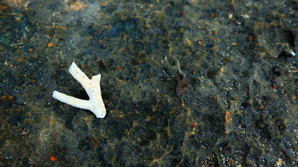 Broken death coral on stone reef background for decoration on summer holiday event.