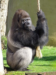 Obraz premium animal, jardin zoologique, mammifère, faune, bornéo, bébé, sauvage, joli, nature, brun, indonésie, chevelu, visage, orange, orang outan, jungle, compromettre, forêt, arbre, gazon, forêt humide, jeune,