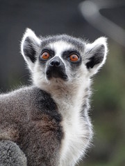 lémur, animal, mammifère, madagascar, jardin zoologique, faune, fourrure, joli, anneau, nature, yeux, sauvage, portrait, queue, queue, noir, regardant, blanc