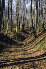 Trees without leaves in late autumn, dry yellow leaves on land. Nature background