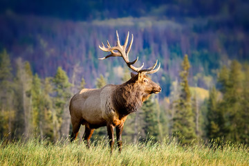 Elk Wapiti Cervus canadensis, Jasper Alberta Kanada travel destination