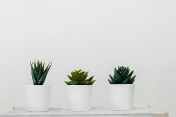 Home garden with small succulents in a  pots against white wall. Interior decoration idea for room or office, empty space for text