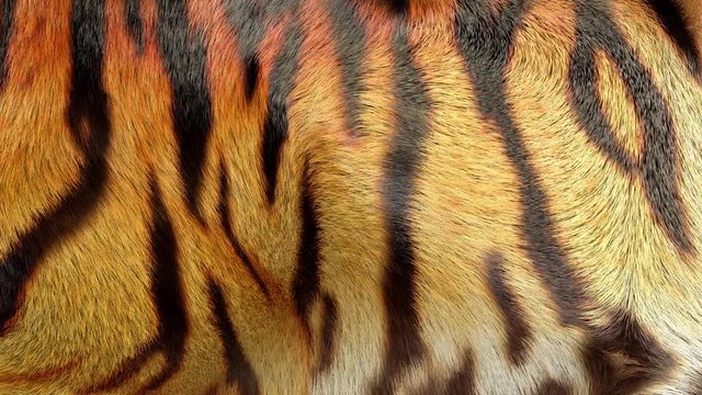 3D generated, waving, tiger fur background