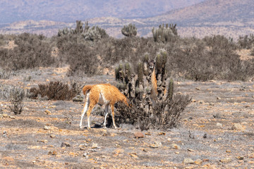 Animales de la Desierto de Chile