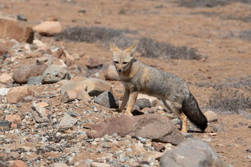 Animales de la Desierto de Chile
